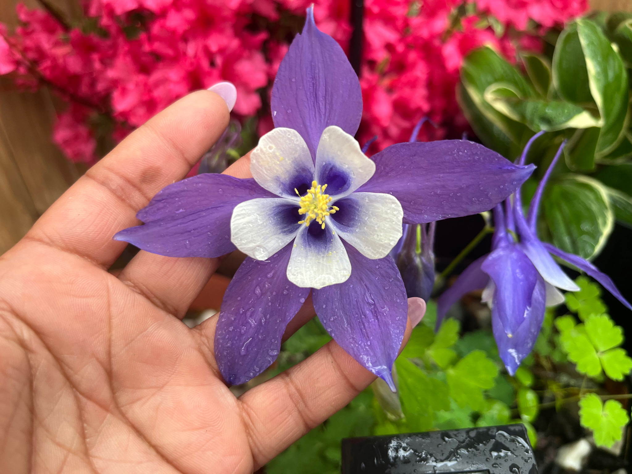 Purple and white flower in a cared-for garden