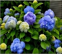 Blue flowers