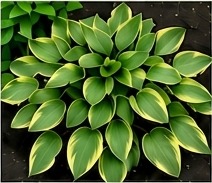 Lush hosta
