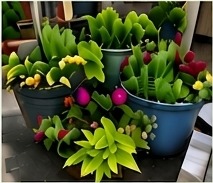 Container garden
