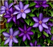 Purple flowers in a cared-for garden